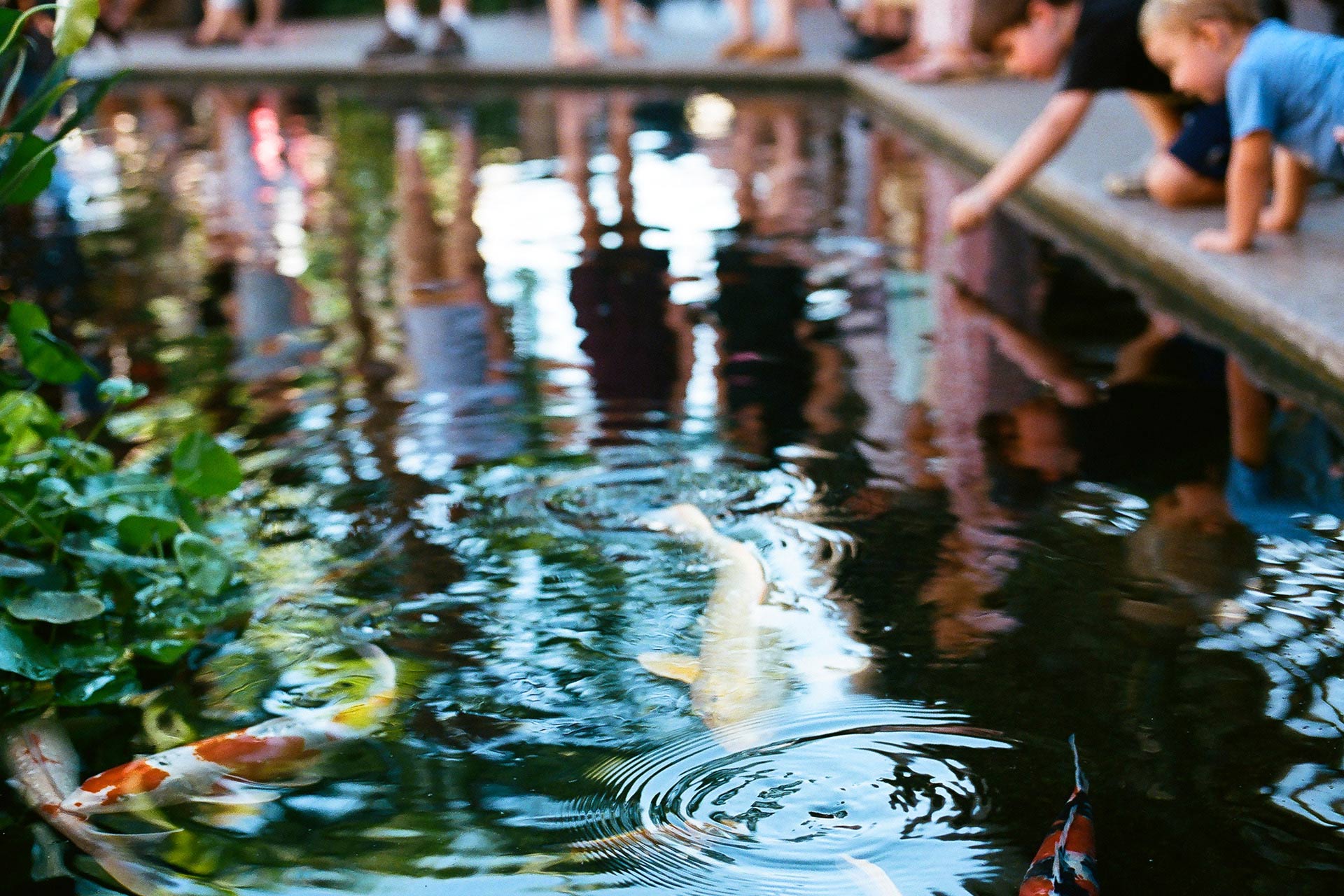 Film Photography Post Image - Koi Pond